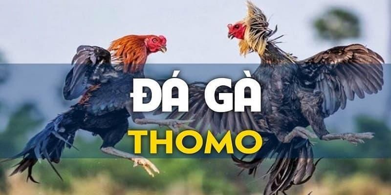 Khái quát về đá gà Thomo tại nhà cái 8Kbet